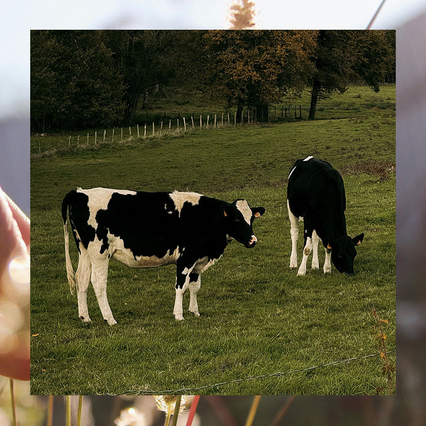 All cow, no bull