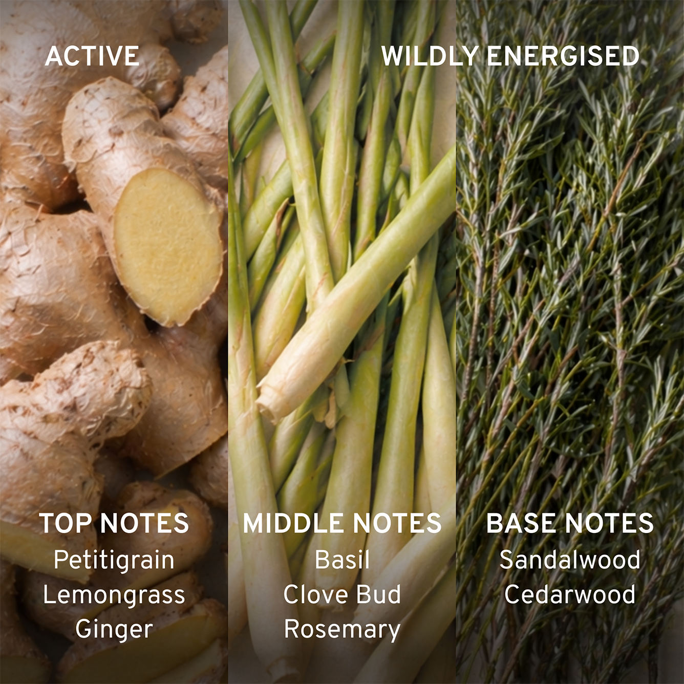 Herbal elements with labels for top, middle, and base notes in a split-view format.