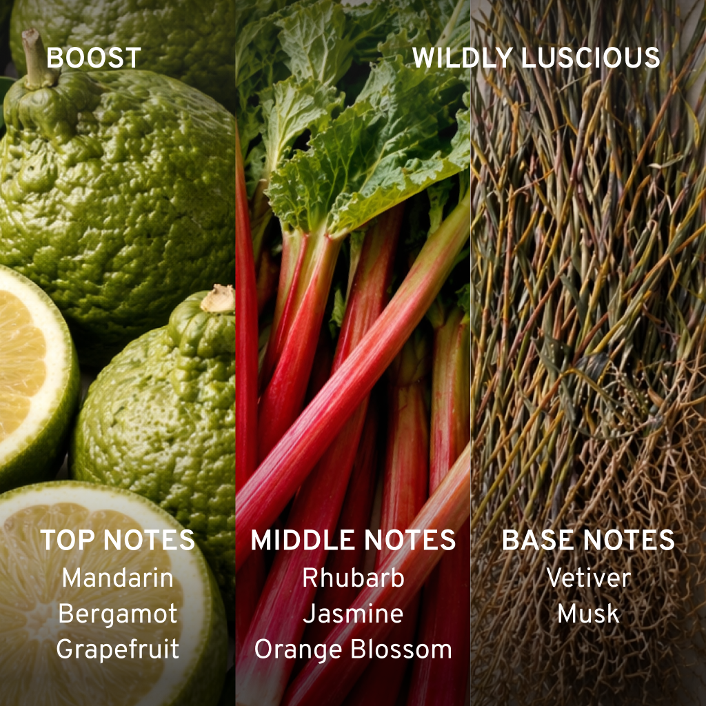 Three sections of green fruits, red rhubarb, and brown herbs with notes on top, middle, and base notes.