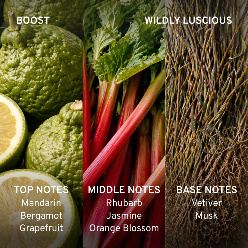Three sections of green fruits, red rhubarb, and brown herbs with notes on top, middle, and base notes.