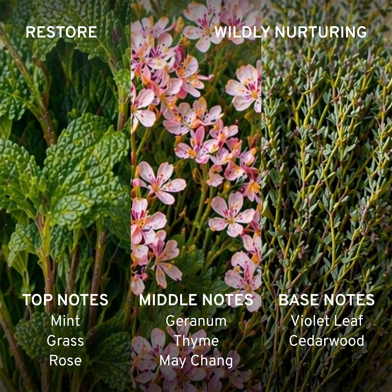 Restore fragrance notes of Mint, Geranium, Violet Leaf
