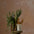 Active Room Candle