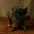 Relax Diffuser