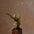 Active Body Oil