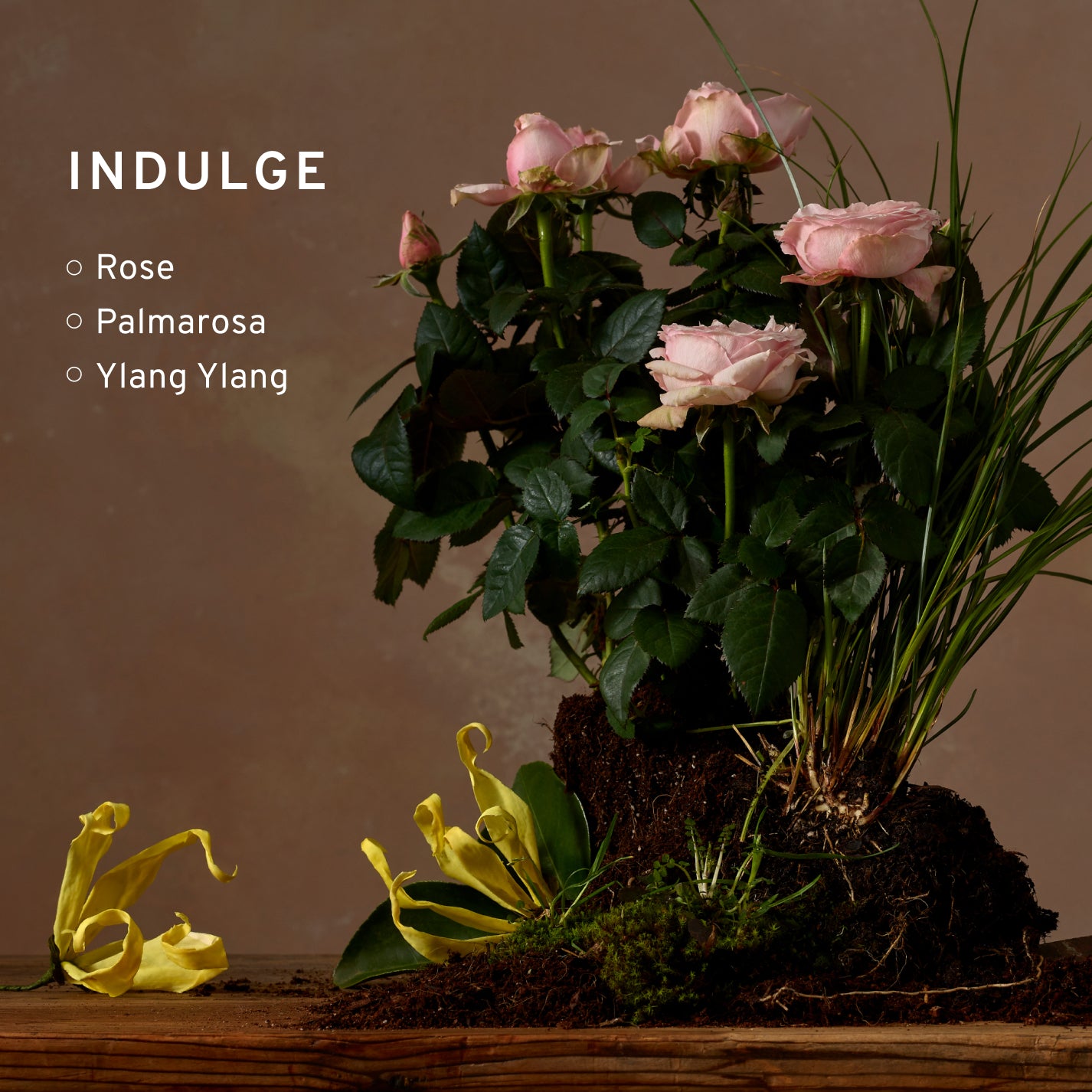 Indulge Diffuser
